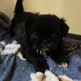 Girl 2 - Black and white female Shorkie puppy in White Pigeon, Michigan from Kathys Yorkie and Shih-tzu Cuties