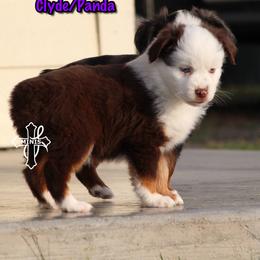 Girl 1 - female Miniature American Shepherd puppy in Elgin, Oregon from Cross L Miniature American Shepherds