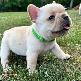 Boy 2 w/green collar - French Bulldog puppy from Bush Hill Frenchies