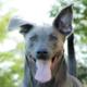 Blue Lacy