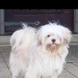 Buffy - Shih Tzu