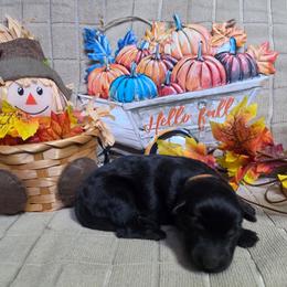 Orange Collar Female - Black female German Shepherd puppy in Cadet, Missouri from Working Valley Shepherds