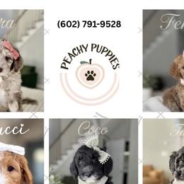 Goldendoodles and Poodles from Peachy Puppies