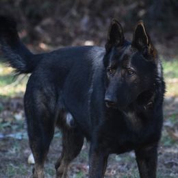 Aggi - German Shepherd