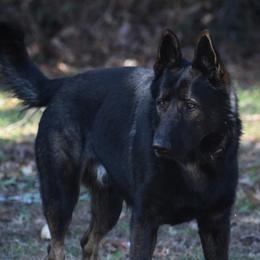 Aggi - German Shepherd
