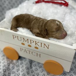 Boy 1 Red - Apricot male Poodle puppy in Golden, Mississippi from Two Creeks Farm Poodles & Doodles