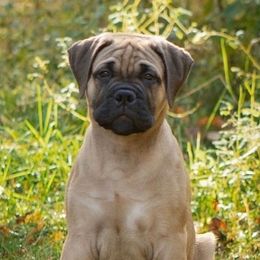 Bullmastiff Puppies from Curnwood’s Bullmastiff’s