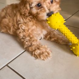 Poodle Puppies from Red Mini Poodles AZ