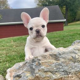 Adora - White female French Bulldog puppy in Coatesville, Pennsylvania from The Chipper Frenchie