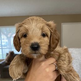 Goldendoodle Puppies from Rylaarsdam Doodles