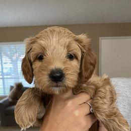 Goldendoodle Puppies from Rylaarsdam Doodles