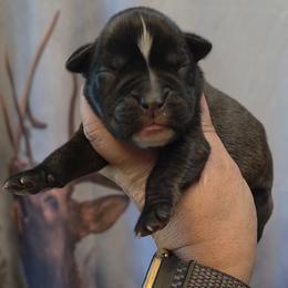 Dark Reverse brindle boy 6 - Brindle male Boxer puppy in Red Boiling Springs, Tennessee from Silver Rain