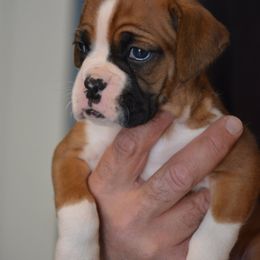 Boxer Puppies from Woodridge