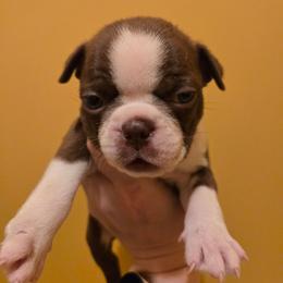 Wilson - Red male Boston Terrier puppy in Omaha, Illinois from Puppi Guppies