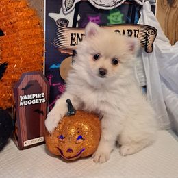 BABE 3 - White female Pomeranian puppy in Lore City, Ohio from Tonia's Pomeranians