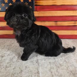 Harley - Black male Shih Tzu puppy in Kings Mountain, North Carolina from Britany's Shih Tzus