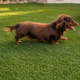 Tootsie - Dachshund