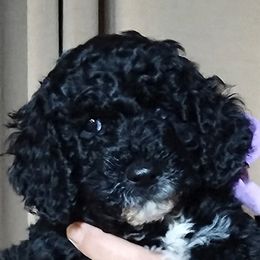 Bernedoodle Puppies from Doodles Divine Michigan