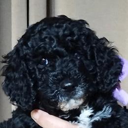 Bernedoodle Puppies from Doodles Divine Michigan