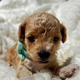Poodle and Shih Tzu Puppies from Amarilys ShihTzus & Poodles