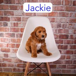 Jackie - Red  male Goldendoodle puppy in Calhoun, Georgia from Happy Top Doodles