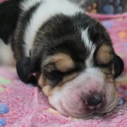 6 Yellow collar - Black brown and white female Basset Hound puppy in Moore, Oklahoma from Boomer Basset Hound Babies
