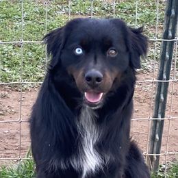 Whiskey - Miniature Australian Shepherd