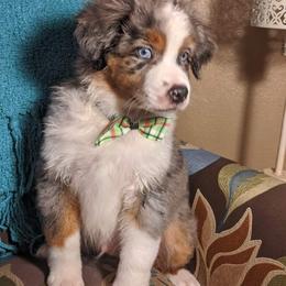 Miniature Australian Shepherd Puppies from Elegant Aussie