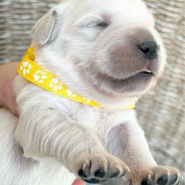Earl Grey - Light golden male Golden Retriever puppy in Watkins, Colorado from Brightside Goldens