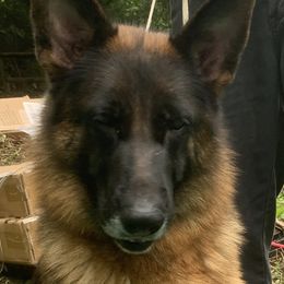 Dream - German Shepherd