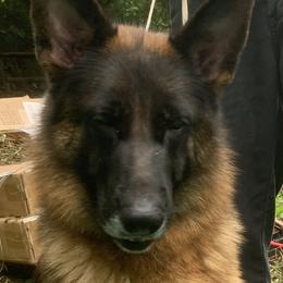 Dream - German Shepherd