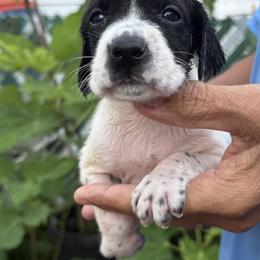 One girl - Black and white female German Shorthaired Pointer puppy in New Bedford, Massachusetts from Foot Hunter Kennel