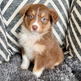 Daphne AKC ASCA - Red tri-color female Australian Shepherd puppy in Blomkest, Minnesota from Meljestic Farms