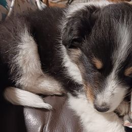 Shetland Sheepdogs from C & N Shelties