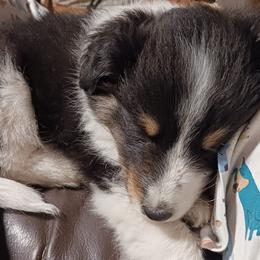 Shetland Sheepdogs from C & N Shelties