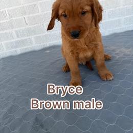 Brown - Dark golden male Golden Retriever puppy in Salt Lake City, Utah from Soaring golden retrievers