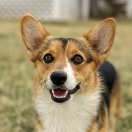 Fay - Pembroke Welsh Corgi