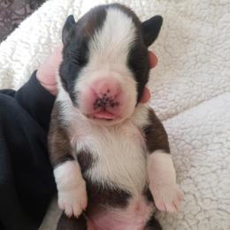 Boxer Puppies from Deutsche Boxer Von Exquisiten