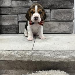 Beagle Puppies from Stranger Creek Beagles