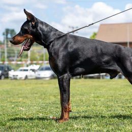 Doberman Pinschers from Blacklist Dobermans