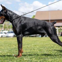 Doberman Pinschers from Blacklist Dobermans