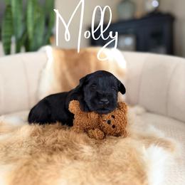 Molly - Black female Miniature Schnauzer puppy in Victorville, California from West Coast Crown  Miniature Schnauzer