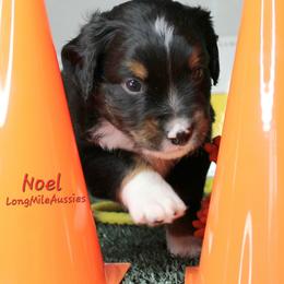 Noel BTM2 - Black tri male Miniature Australian Shepherd puppy in Elgin, Oregon from LongMile Aussies