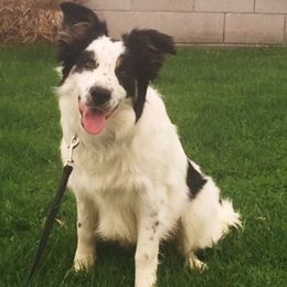 Border Collies from Karma Performance