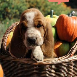 Hot Pink (Previously Grey) - Mahogany and white female Basset Hound puppy in Lucerne Valley, California from Seussorie of Puddle Pups