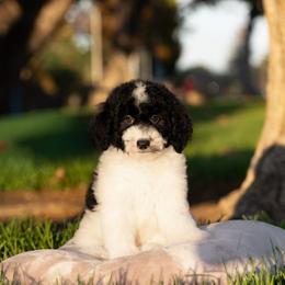 Panda - Black and white male Sheepadoodle puppy in Los Angeles, California from Exquisite Doodles