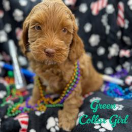 Birdie - Apricot female Australian Labradoodle puppy in Rhode Island from Highland Beach Labradoodles