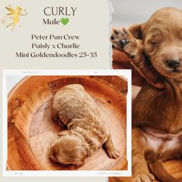 Curly - Red  male Goldendoodle puppy in Hilton, New York from The House of Goldendoodle
