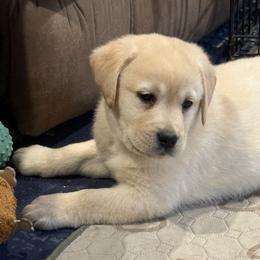 Red - Yellow male Labrador Retriever puppy in Virginia Beach, Virginia from Viklan Labradors