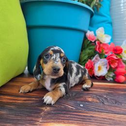 Queenie - Dapple female Dachshund puppy in Florence, Arizona from Doxie Town Az